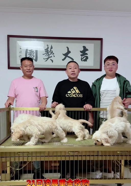 可卡犬繁殖周期与生产时间的探究（探秘可卡犬繁殖周期，了解生产时间和注意事项）