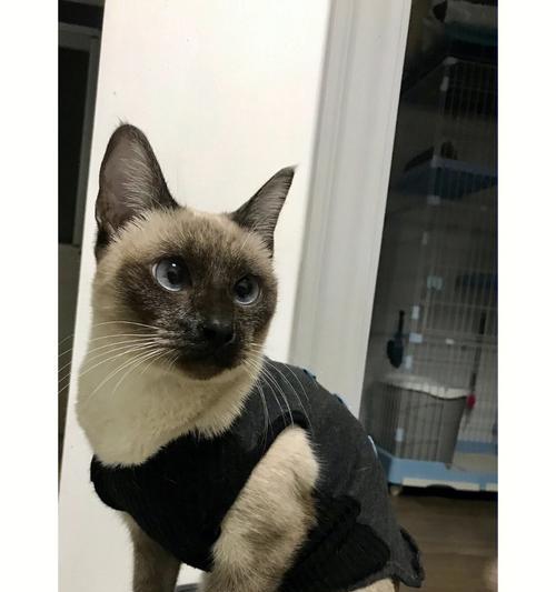 暹罗猫换毛周期及护理知识（了解暹罗猫换毛周期，打造健康美丽的毛发）